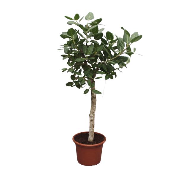 Ficus Benghalensis boom - ↕200cm - Ø50cm