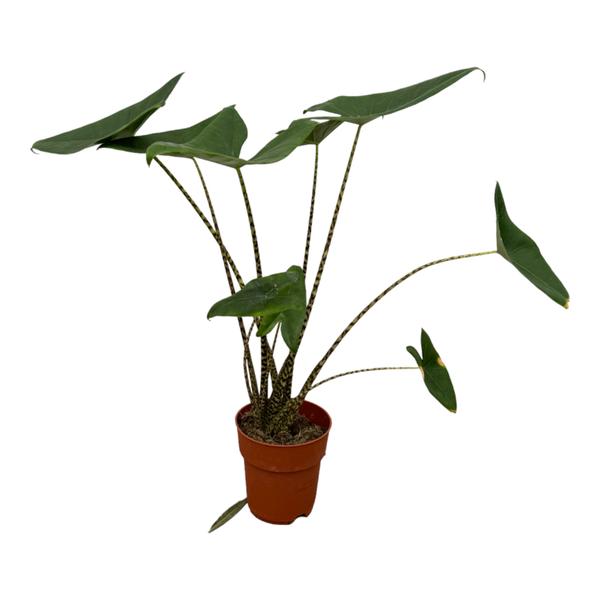 Alocasia Zebrina - ↕100cm - Ø21cm