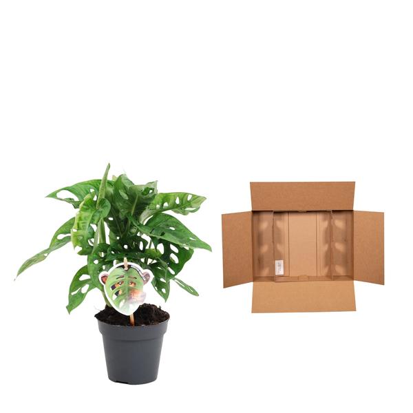 Monstera obliqua 'Feuille de Singe' - ↕25cm - Ø12cm