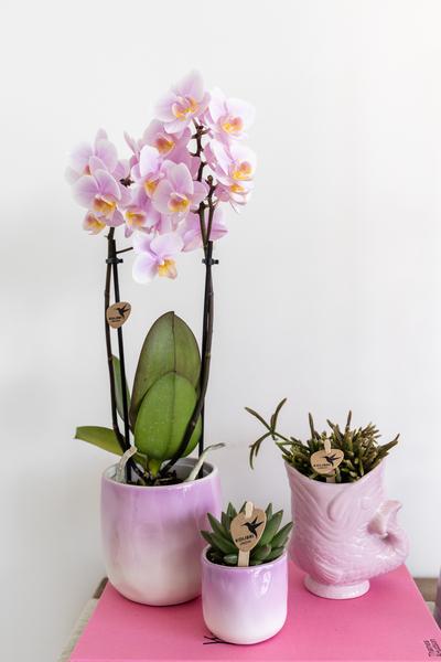 Roze phalaenopsis orchidee - Andorra - potmaat Ø9cm