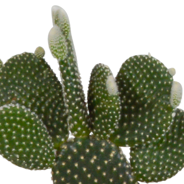Cactus mix 10.5 cm - 3x - in witte pot