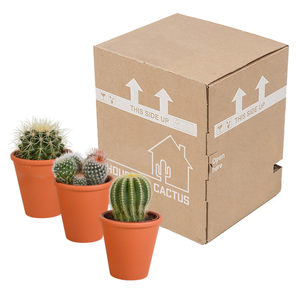 Bolcactus mix 8,5 cm | 3 stuks - in terracotta pot