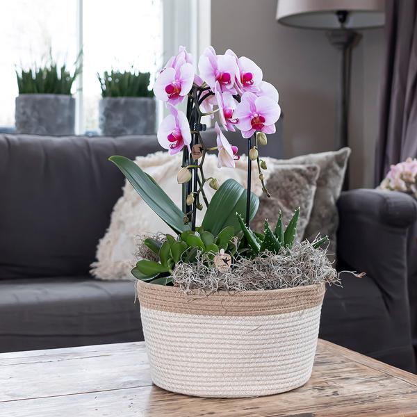 Roze Phalaenopsis orchidee - Niagara Fall - potmaat Ø12cm