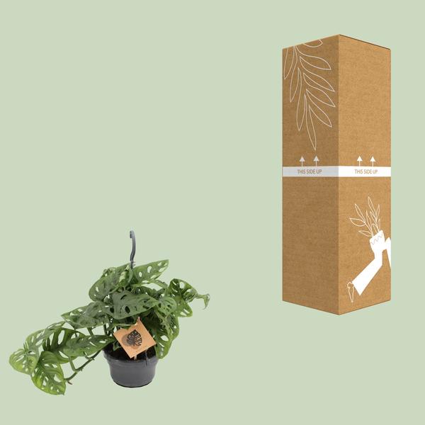 Monstera Monkey - ↕30cm - Ø14cm