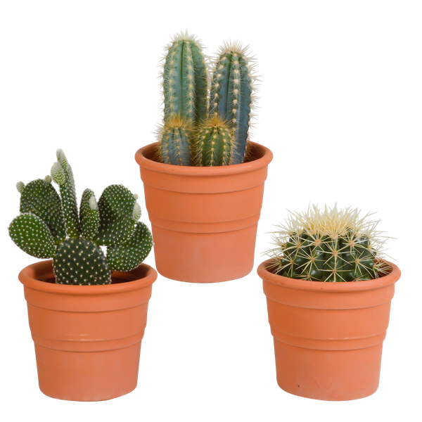 Cactus mix 10.5 cm - 3x - in terracotta pot