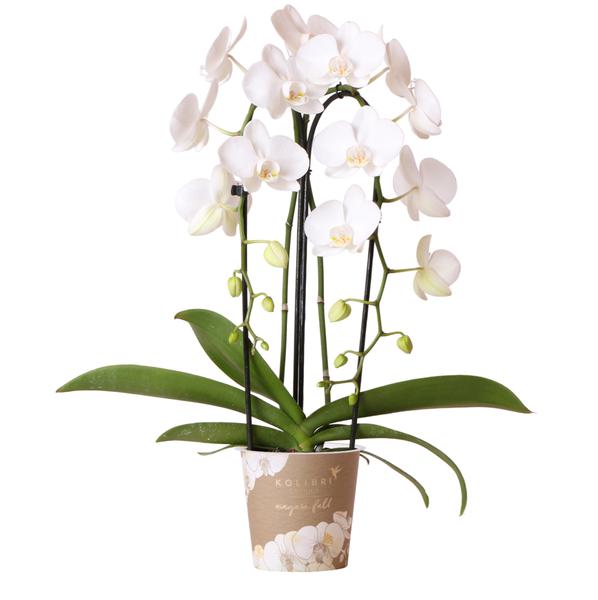 Witte Phalaenopsis orchidee - Niagara Fall - potmaat Ø12cm