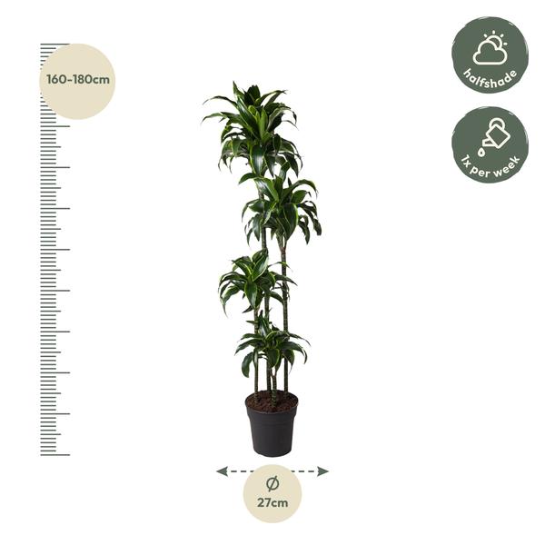 Dracaena Dorado - ↕170cm - Ø27cm