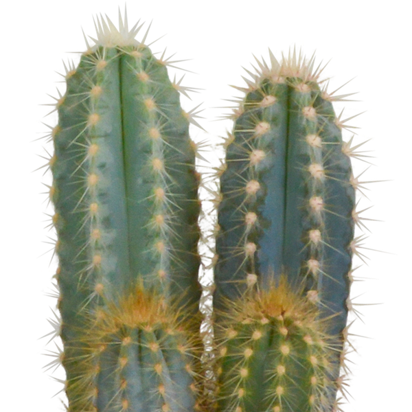 Cactus mix 10.5 cm - 3x - 12cm zonder pot
