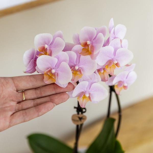 Roze phalaenopsis orchidee - Andorra - potmaat Ø9cm