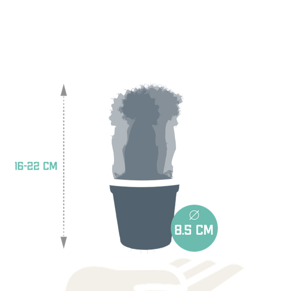 Euphorbia meloformis variegata - Gymnocalycium mix - ↕18cm - Ø8,5cm - 3x