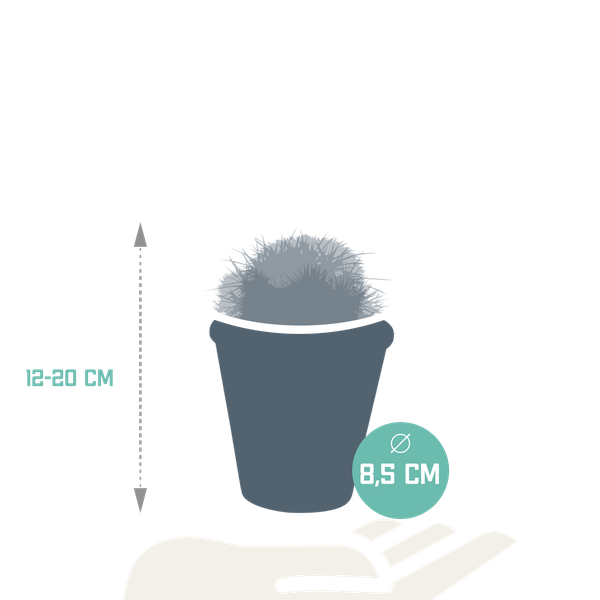 Bolcactus mix 8,5 cm | 3 stuks - in terracotta pot