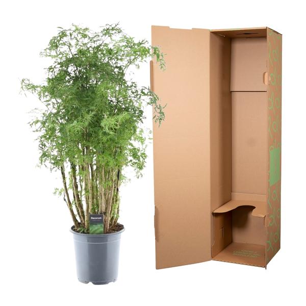 Polyscias Hawaiiana Ming - ↕90cm - Ø24cm