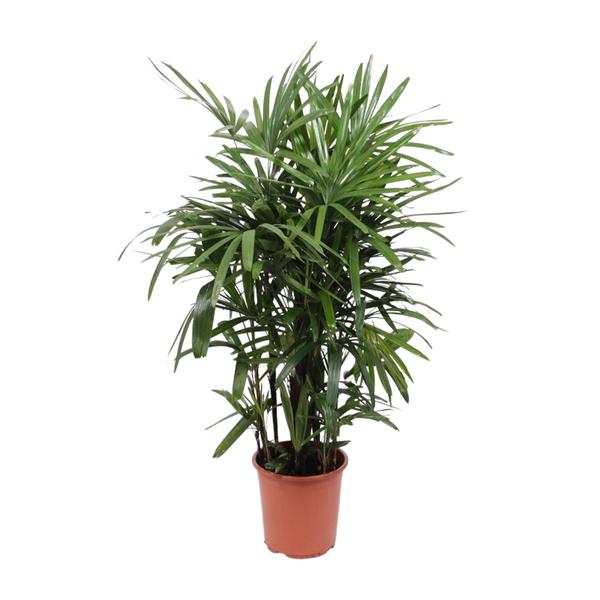 Rhapis Excelsa - ↕120cm - Ø27cm