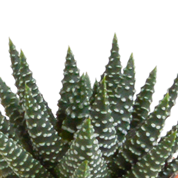 Cactus & vetplanten + terracotta pot - ↕8-13cm - Ø6cm - x15