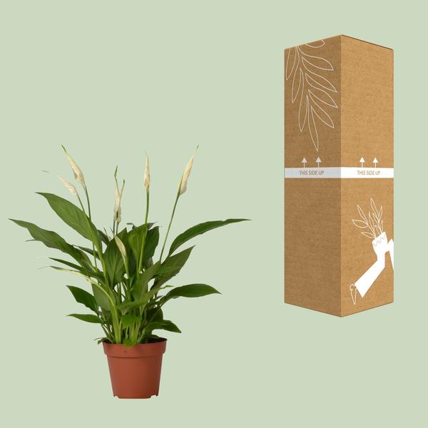 Spathiphyllum Bingo Cupido - ↕45cm - Ø12cm