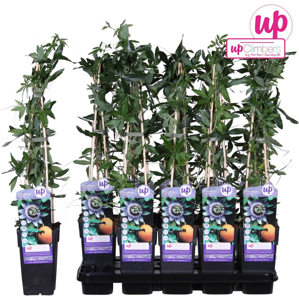 Passiflora Blauw caerulea - ↕65cm - Ø15cm