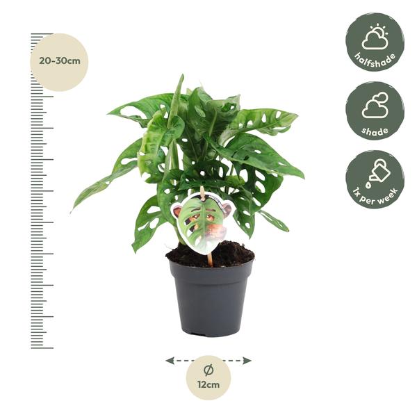 Monstera obliqua 'Feuille de Singe' - ↕25cm - Ø12cm