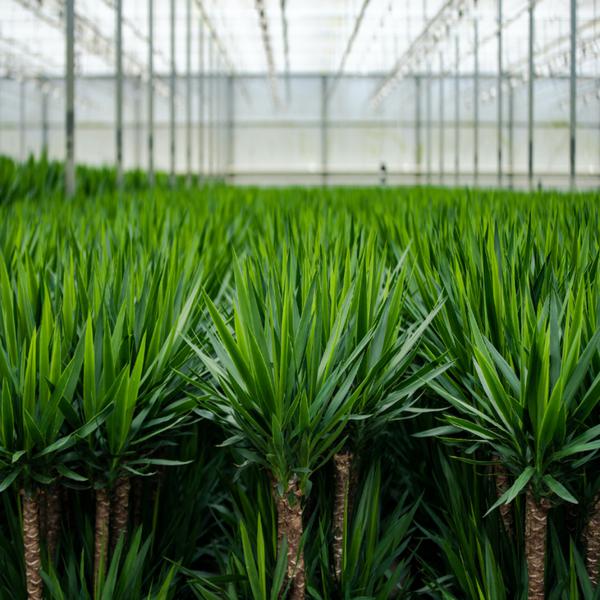 Yucca - ↕90cm - Ø17cm