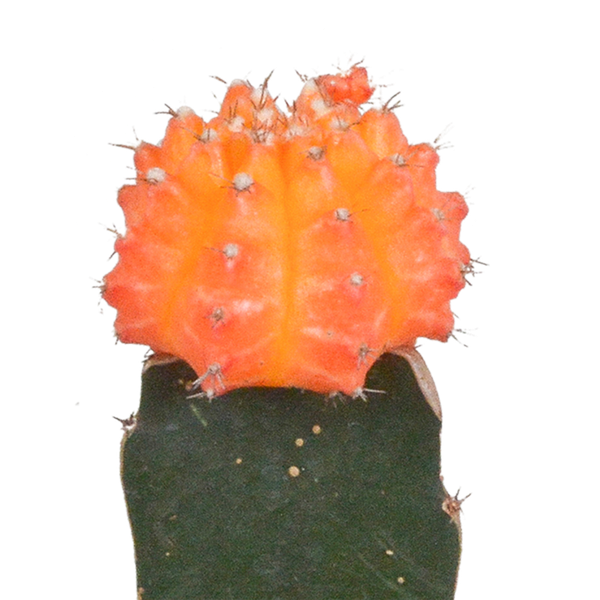 Euphorbia meloformis variegata - Gymnocalycium mix - ↕18cm - Ø8,5cm - 3x