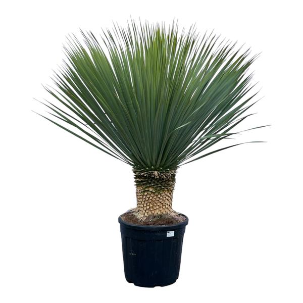Yucca Rostrata - ↕140 cm - Ø50cm