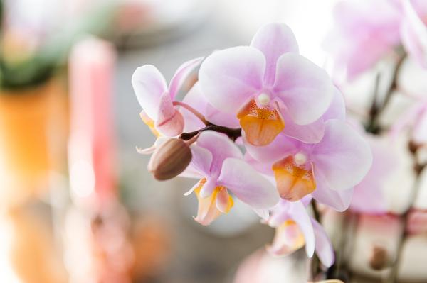 Roze phalaenopsis orchidee - Andorra - potmaat Ø9cm