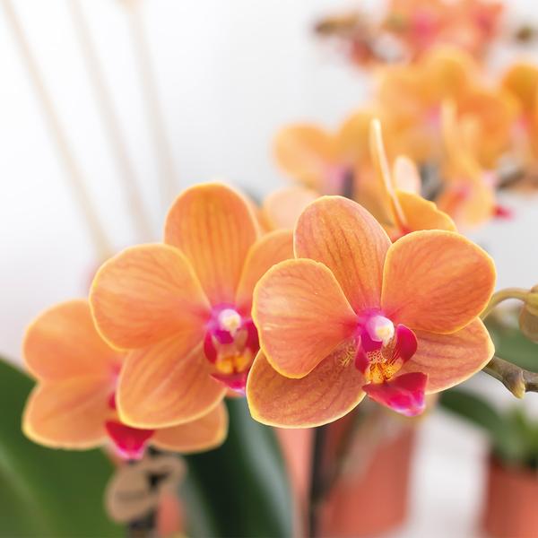 Oranje Phalaenopsis orchidee - Mineral Bolzano - potmaat Ø9cm
