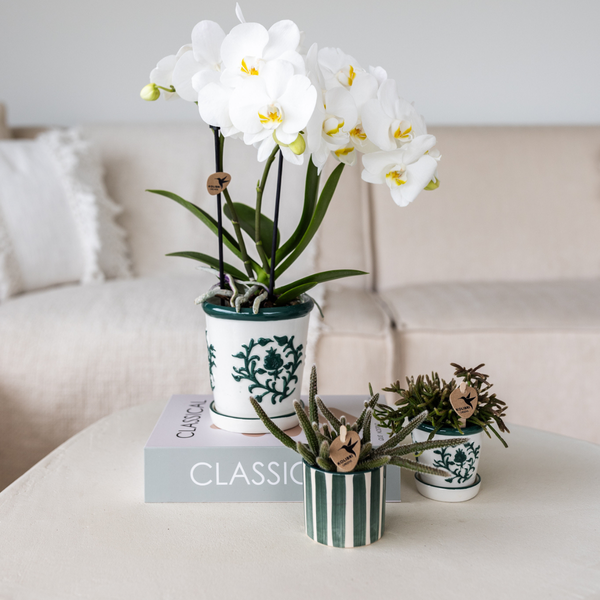 Set van witte orchidee Amabilis in Malaga pot en succulent in Painted Stripe pot groen - potmaat Ø9cm & Ø6cm