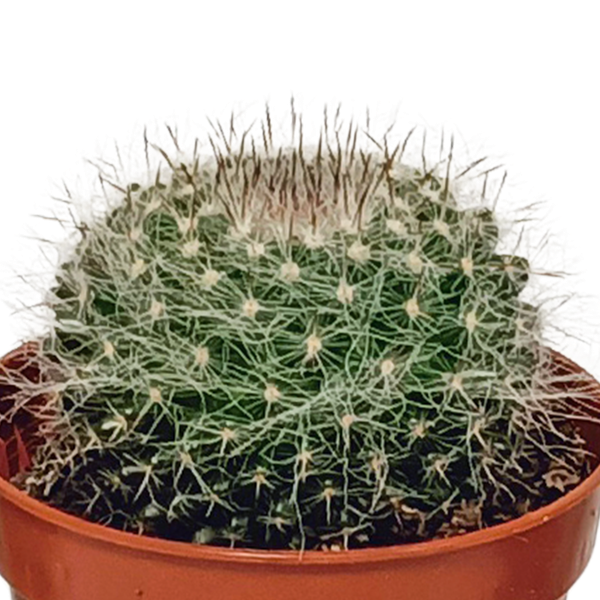 Cactus mix - ↕8-13cm - Ø6cm - 10x