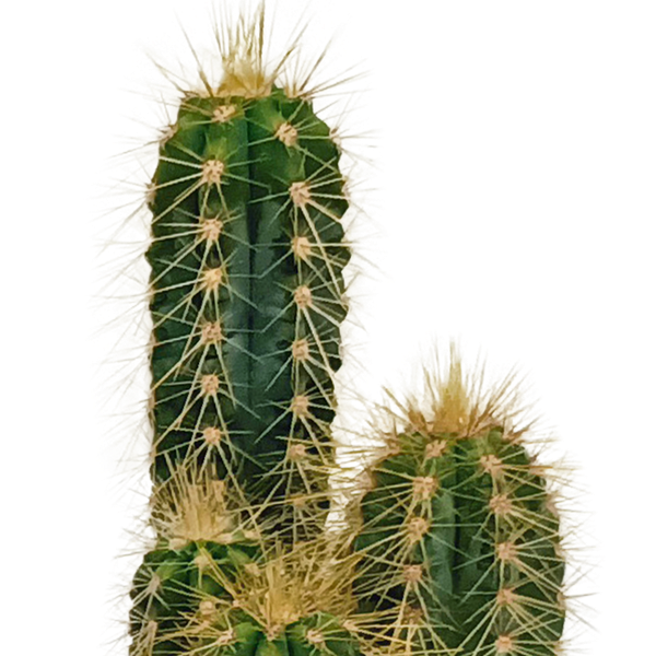 Cactus mix - ↕8-13cm - Ø6cm - 10x