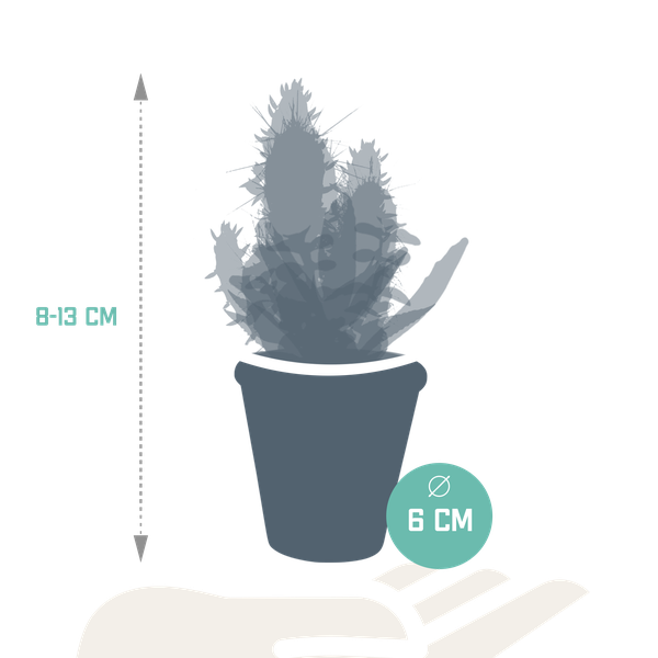 Cactus & vetplanten + terracotta pot - ↕8-13cm - Ø6cm - x15