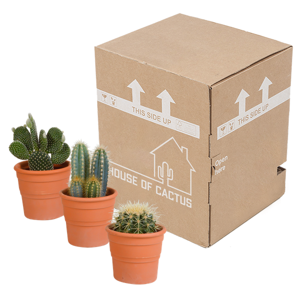 Cactus mix 10.5 cm - 3x - in terracotta pot