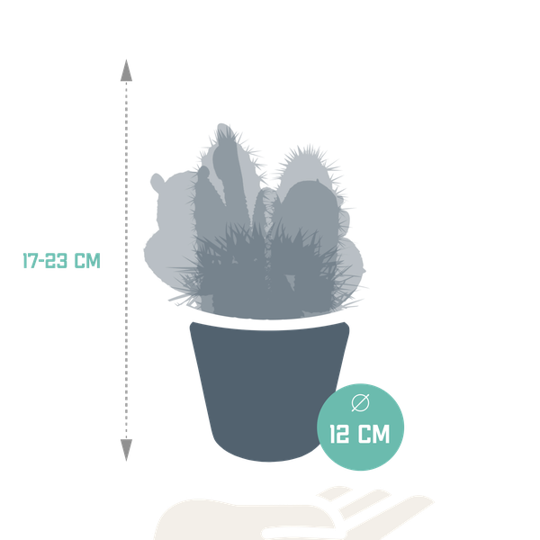 Cactus mix 10.5 cm - 3x - in witte pot