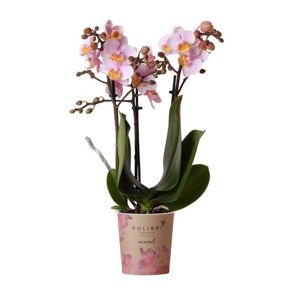 Roze phalaenopsis orchidee - Andorra - potmaat Ø9cm