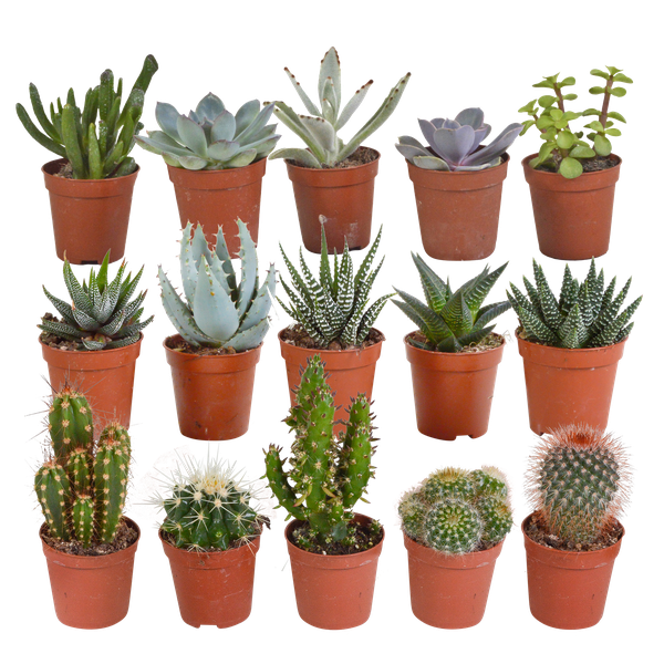 Cactus en vetplanten mix - 15 stuks - Ø5.5cm