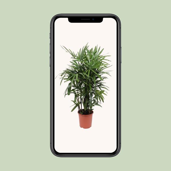 Rhapis Excelsa - ↕120cm - Ø27cm