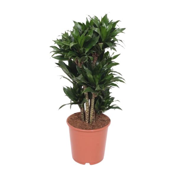 Dracaena Compacta - ↕80cm - Ø24cm