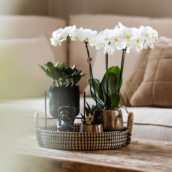 Gift set Home Hub | Plantenset met Phalaenopsis Orchidee en Succulenten incl. keramieken sierpotten