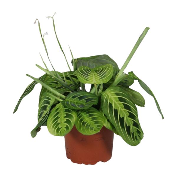 Maranta Leuconeura Fascinator Lemon Lime - ↕30cm - Ø12cm