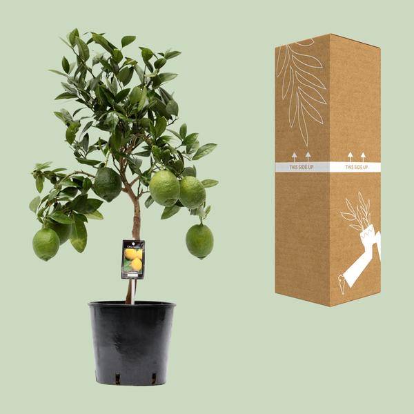 Kleine citronnier - ↕80cm - Ø22cm