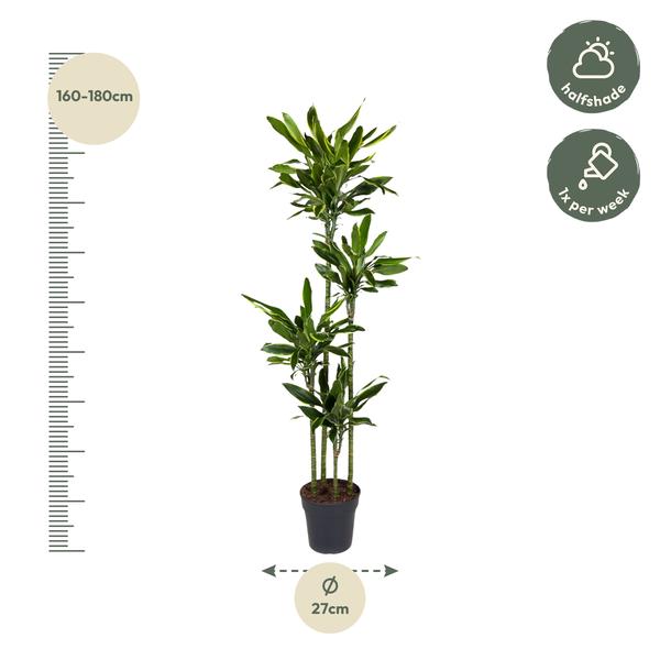 Dracaena Golden Coast - ↕170cm - Ø27cm