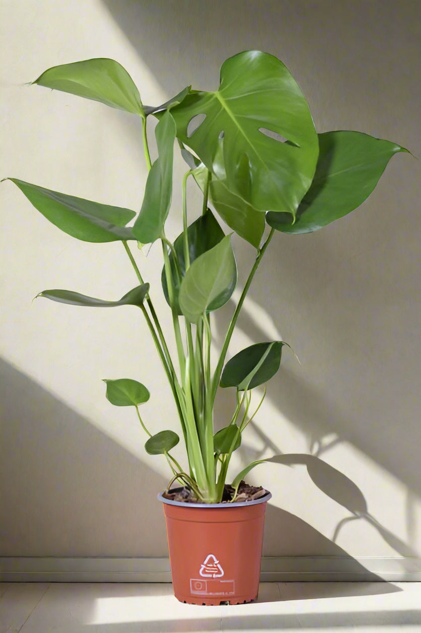 Gatenplant / Monstera Deliciosa - ↕55cm - Ø14cm