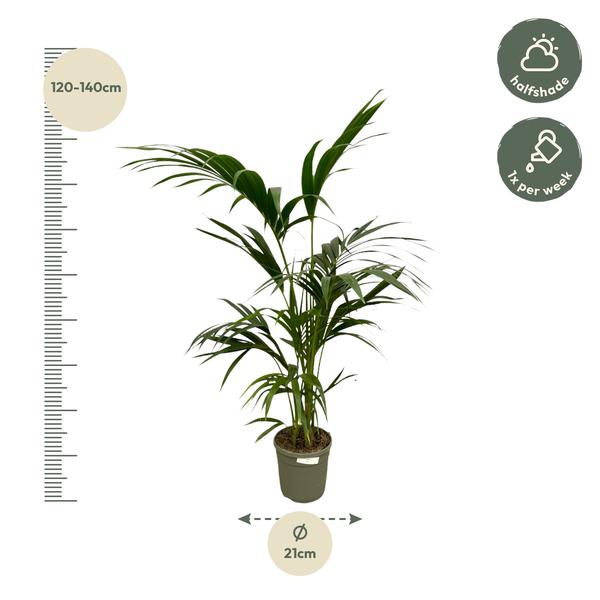 Kentia Palm - ↕130cm - Ø21cm