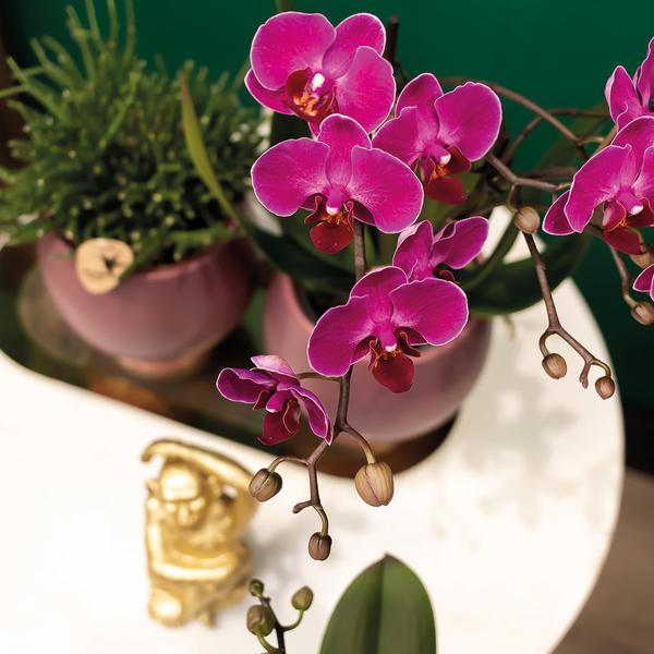 COMBI DEAL 2x paarse phalaenopsis orchideeën - Ø9cm