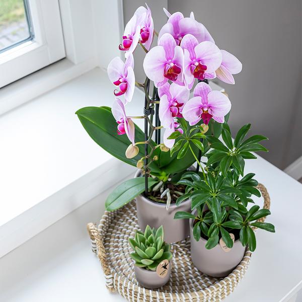 Roze Phalaenopsis orchidee - Niagara Fall - potmaat Ø12cm