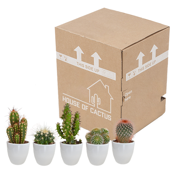 Cactus mix 5.5 cm - 5x - in witte pot