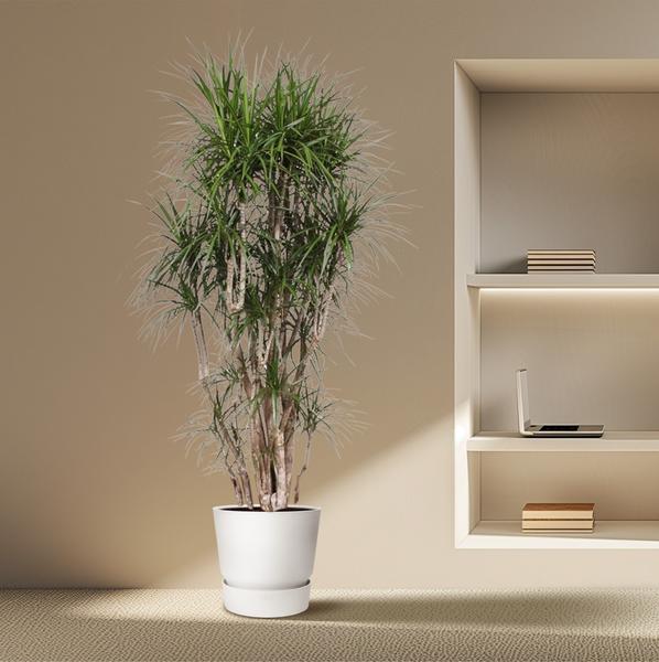 Dracaena Marginata vertakt - ↕220cm - Ø40cm
