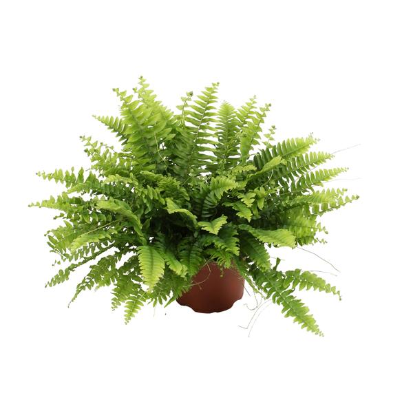 Nephrolepis Boston Green Moment - ↕20cm - Ø12cm