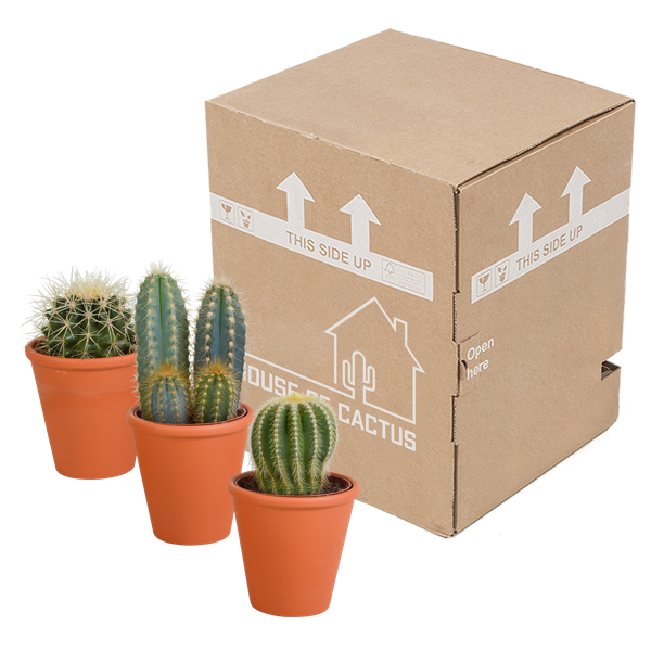 Cactus mix 8.5 cm - 3x - in terracotta pot
