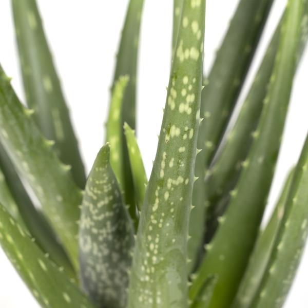 Aloe vera - ↕40cm - Ø12cm