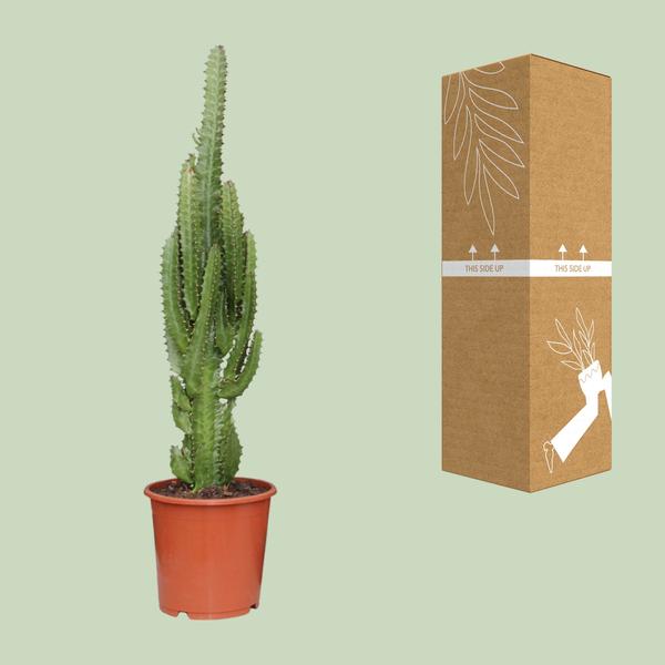 Euphorbia Trigona - ↕70cm - Ø17cm